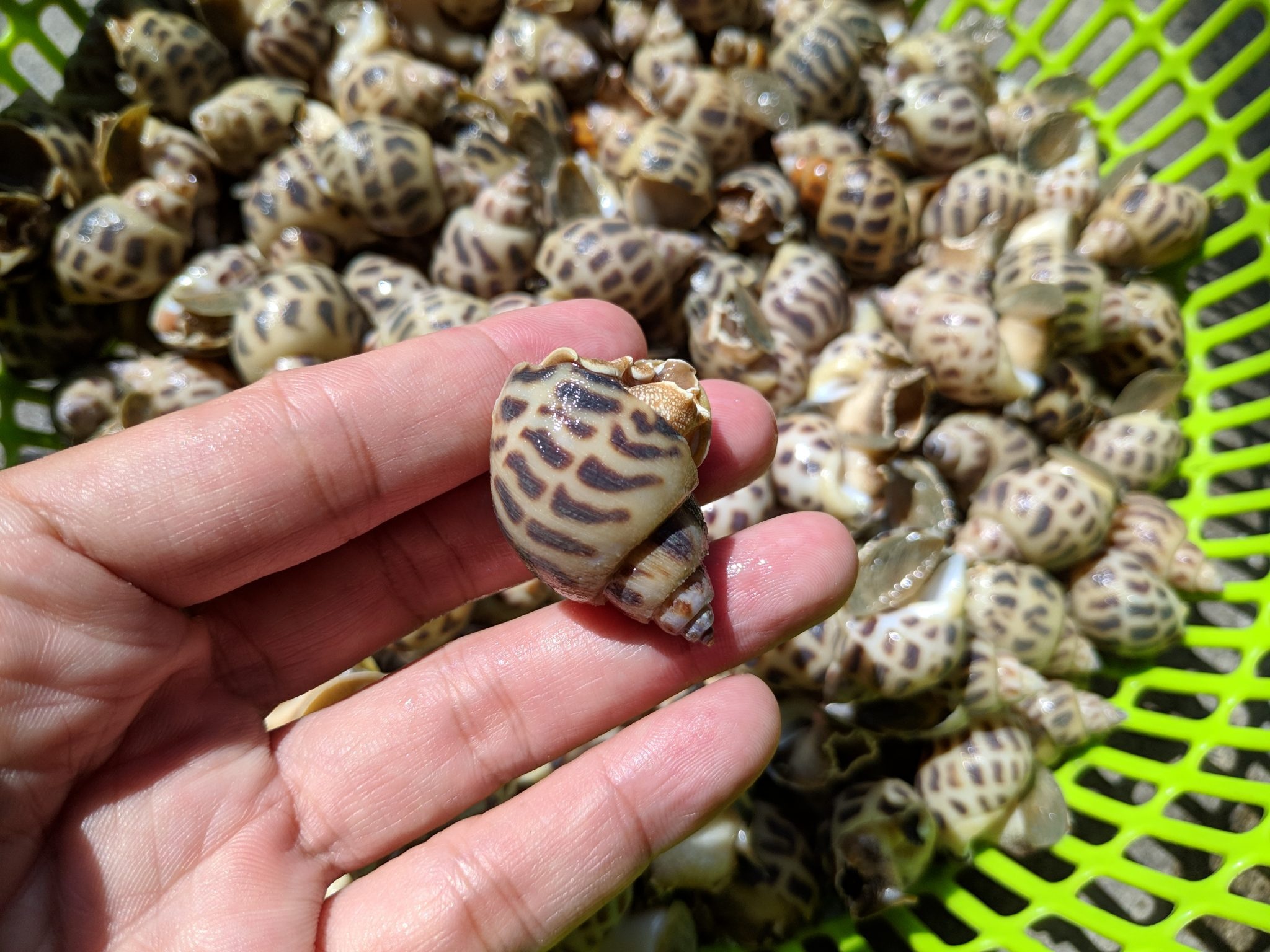 Ốc hương