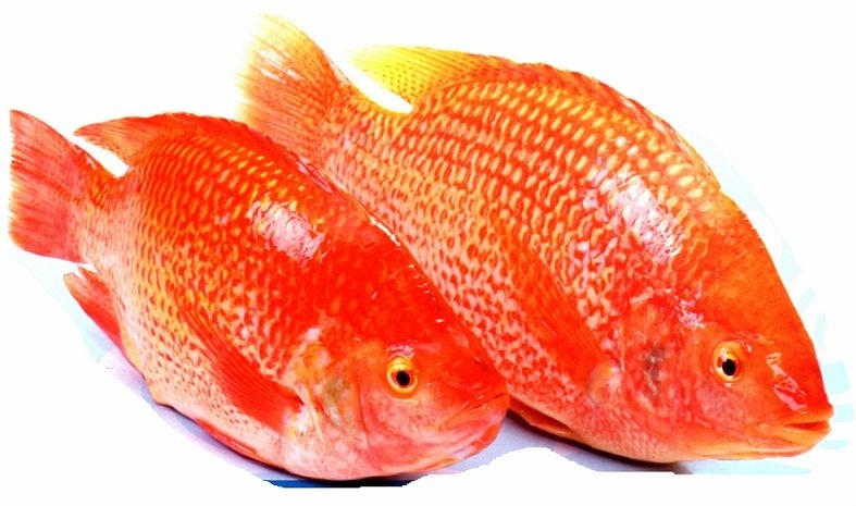 Cá điêu hồng (cá diêu hồng)