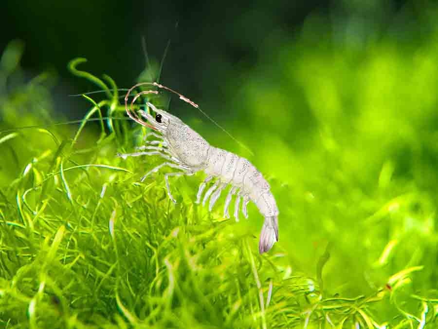 Tảo trong ao tôm