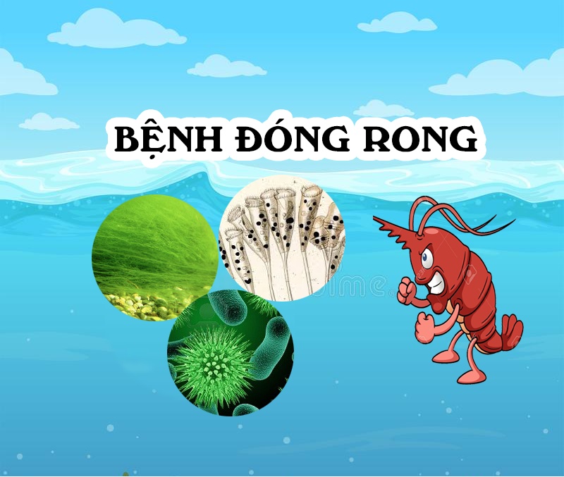 tác nhân gây đóng rong