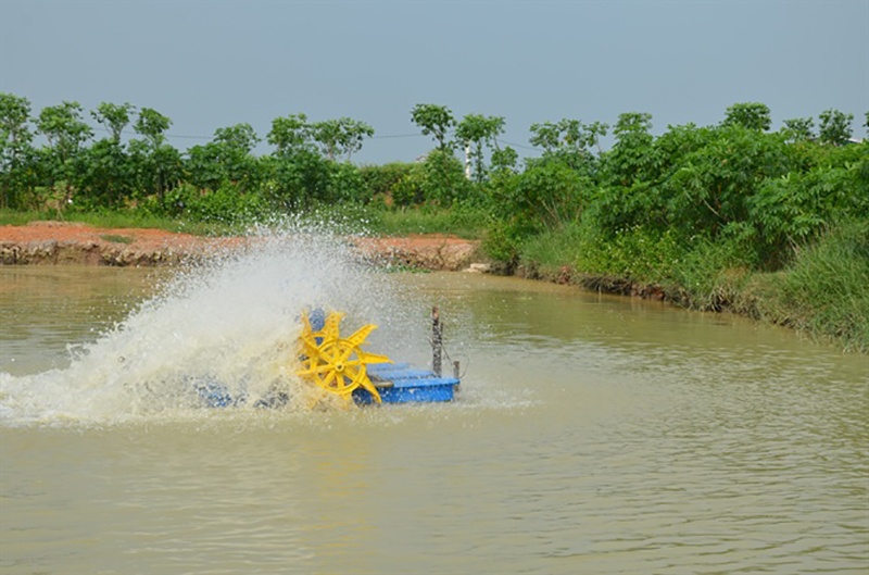 Chống nóng cho ao tôm