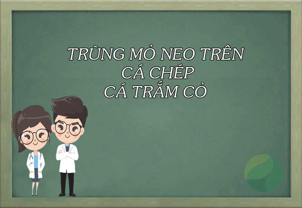 trùng mỏ neo trong ao