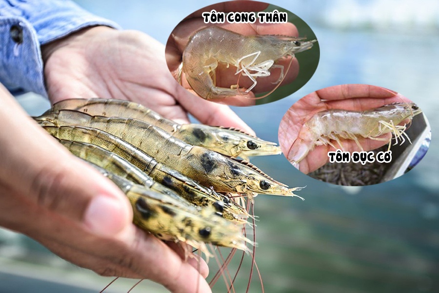 tôm thẻ bị cong thân đục cơ