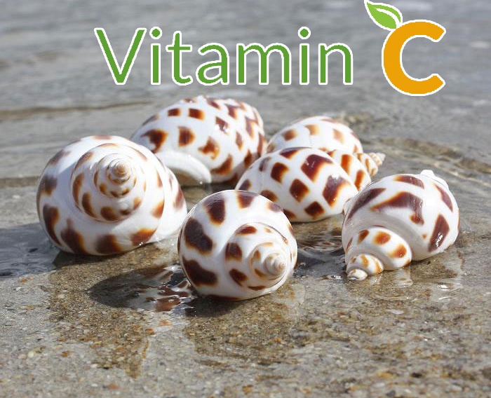 Vitamin cho ốc hương