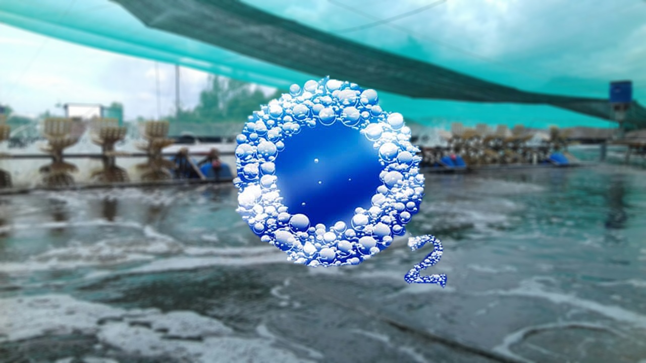 oxy hòa tan (DO) với tôm nuôi