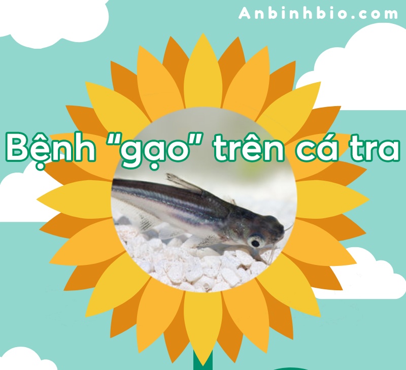 bệnh gạo trên cá tra