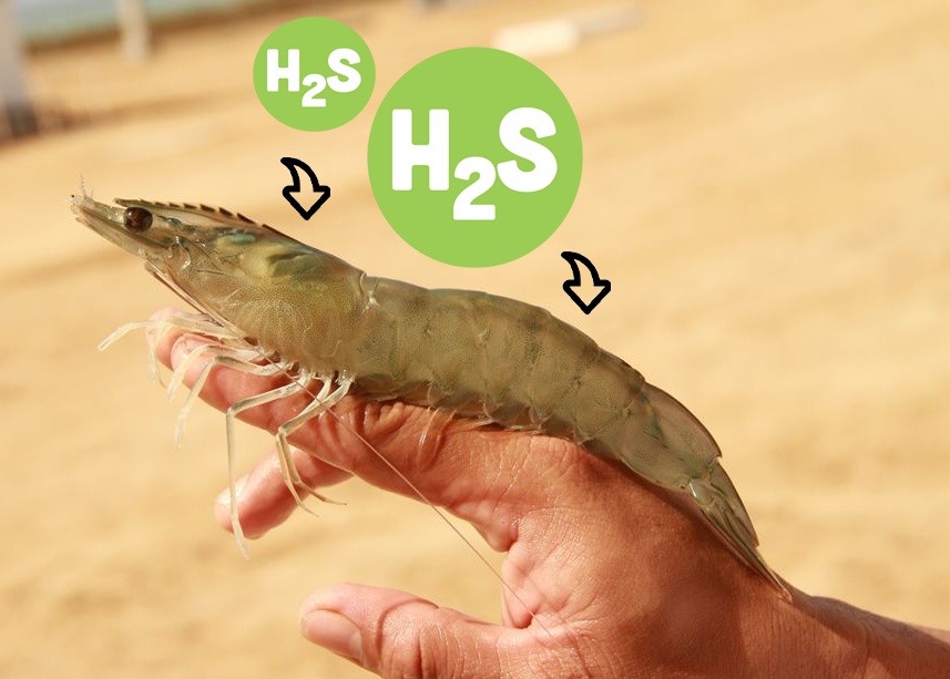 khí độc H2S trong ao