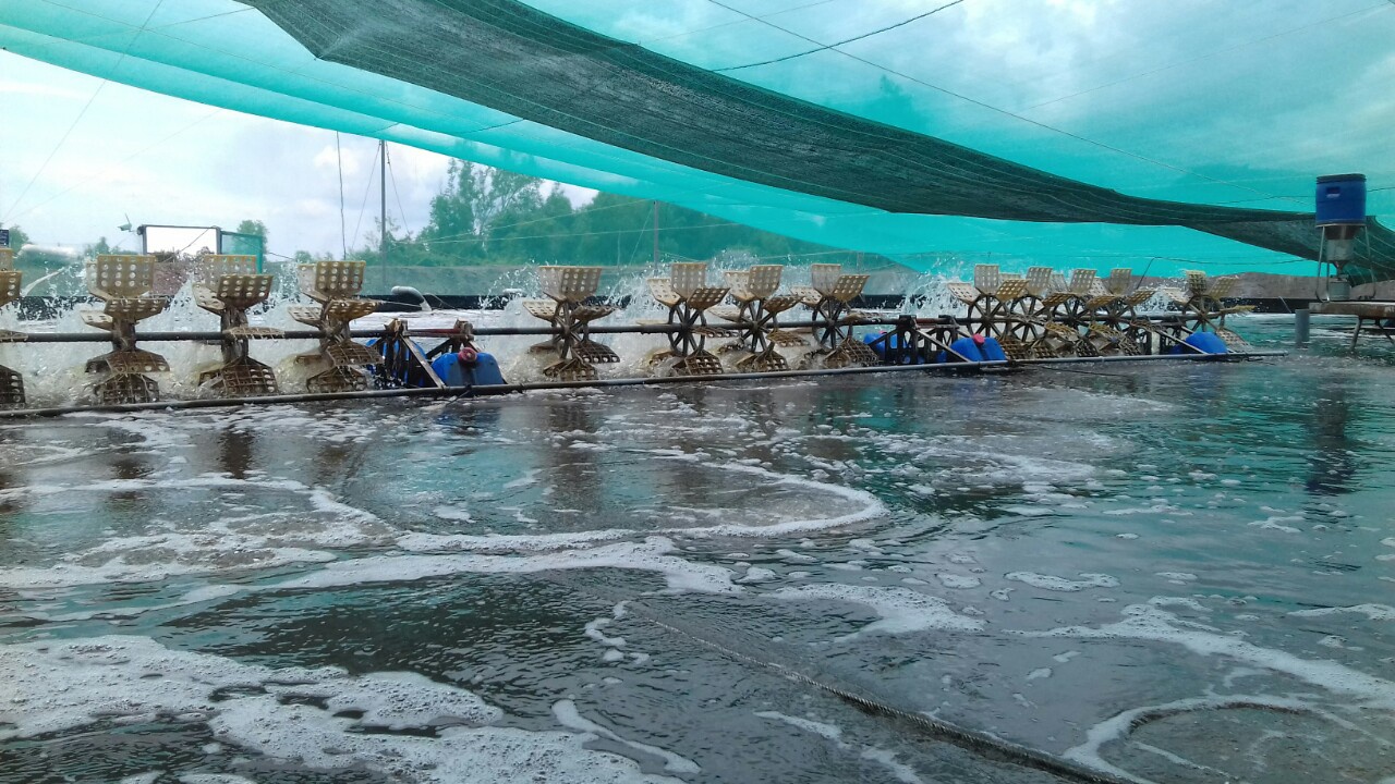 quạt nước trong nuôi tôm