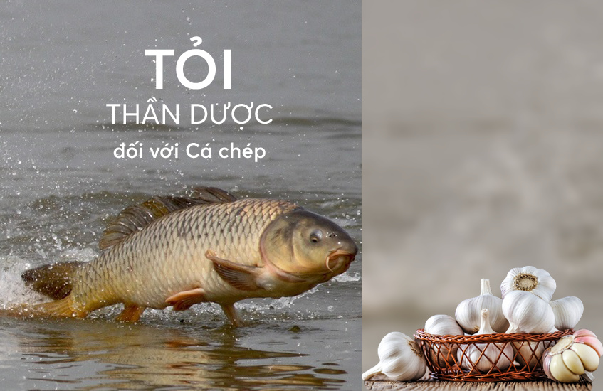 Cho cá chép ăn tỏi