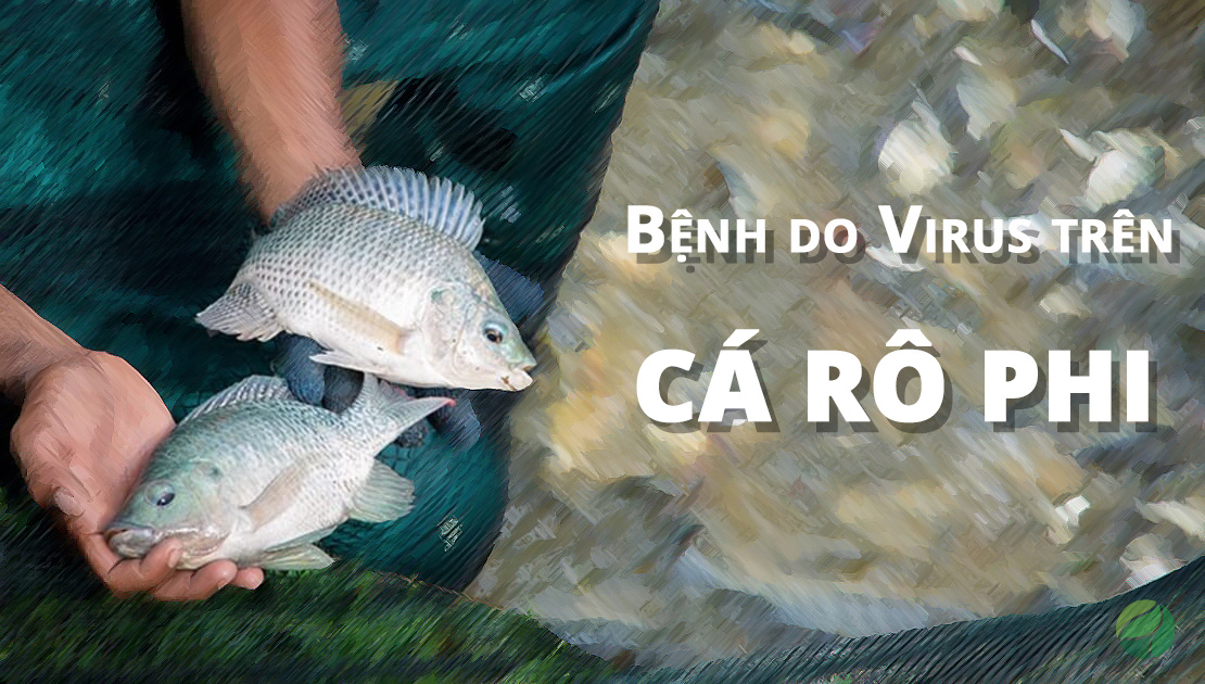 TiLV là một loại vi rút nguy hiểm trên cá rô phi