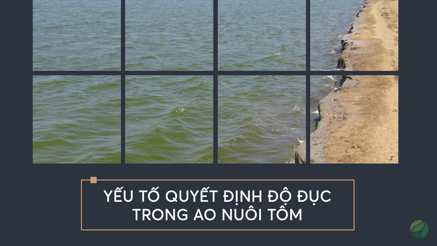 Độ đục trong ao nuôi tôm
