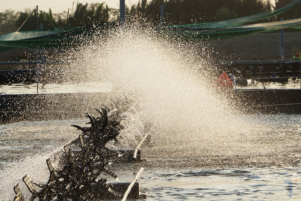 kháng sinh trong nuôi thủy sản