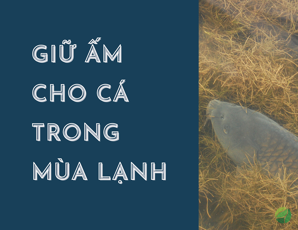 giữ ấm cho cá