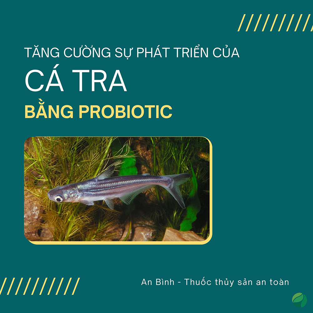 Tăng cường sự phát triển của cá tra bằng probiotic