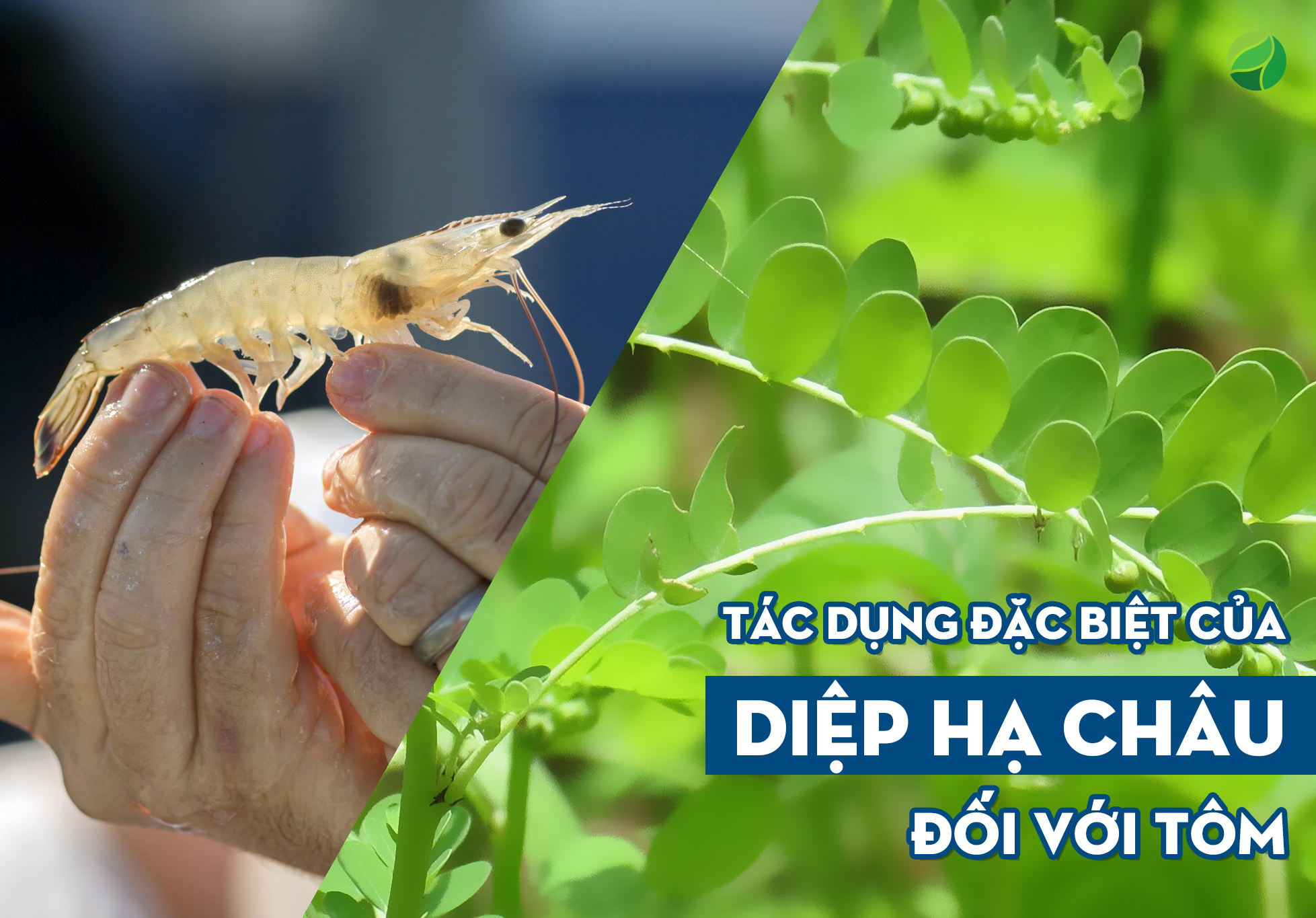 Tác dụng trị bệnh đặc biệt của diệp hạ châu đối với tôm