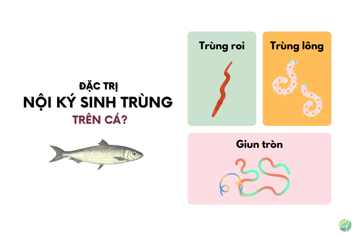 nội ký sinh trùng trên cá