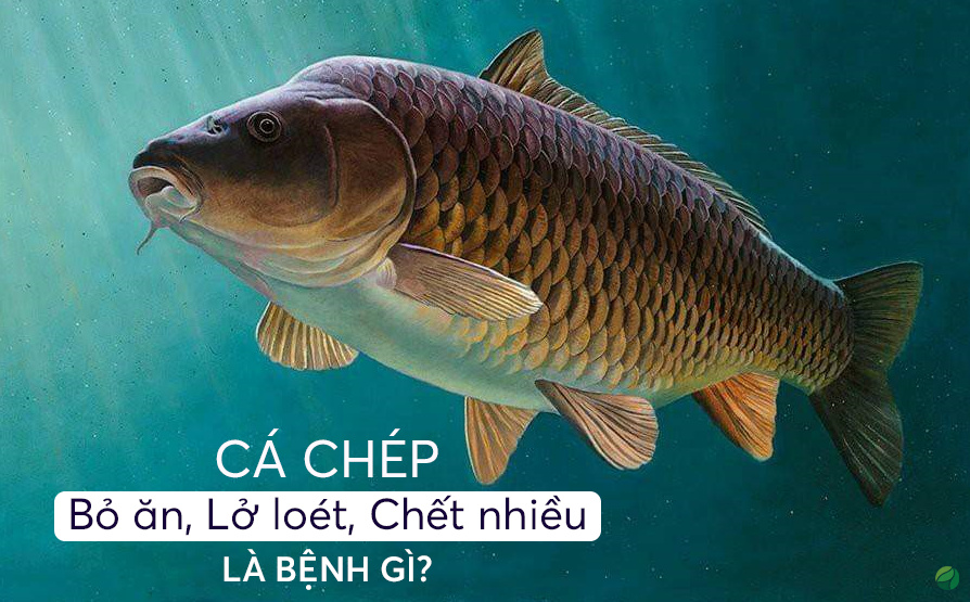 Phòng trị bệnh trên cá chép