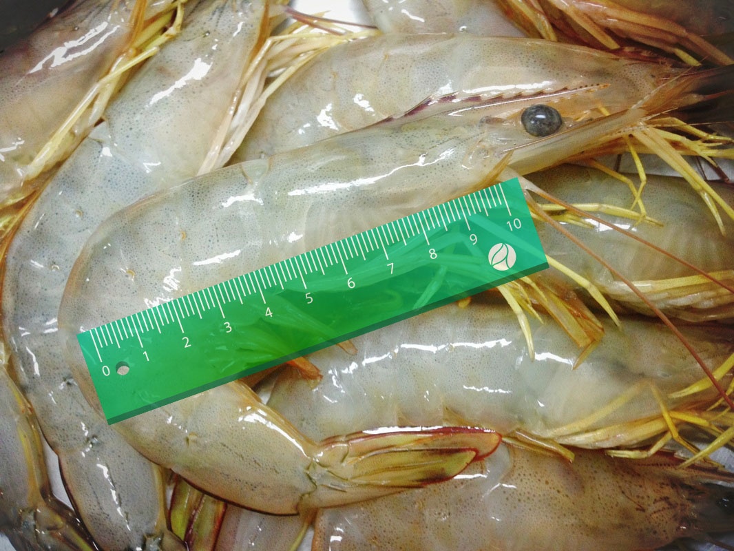tôm thẻ cở lớn