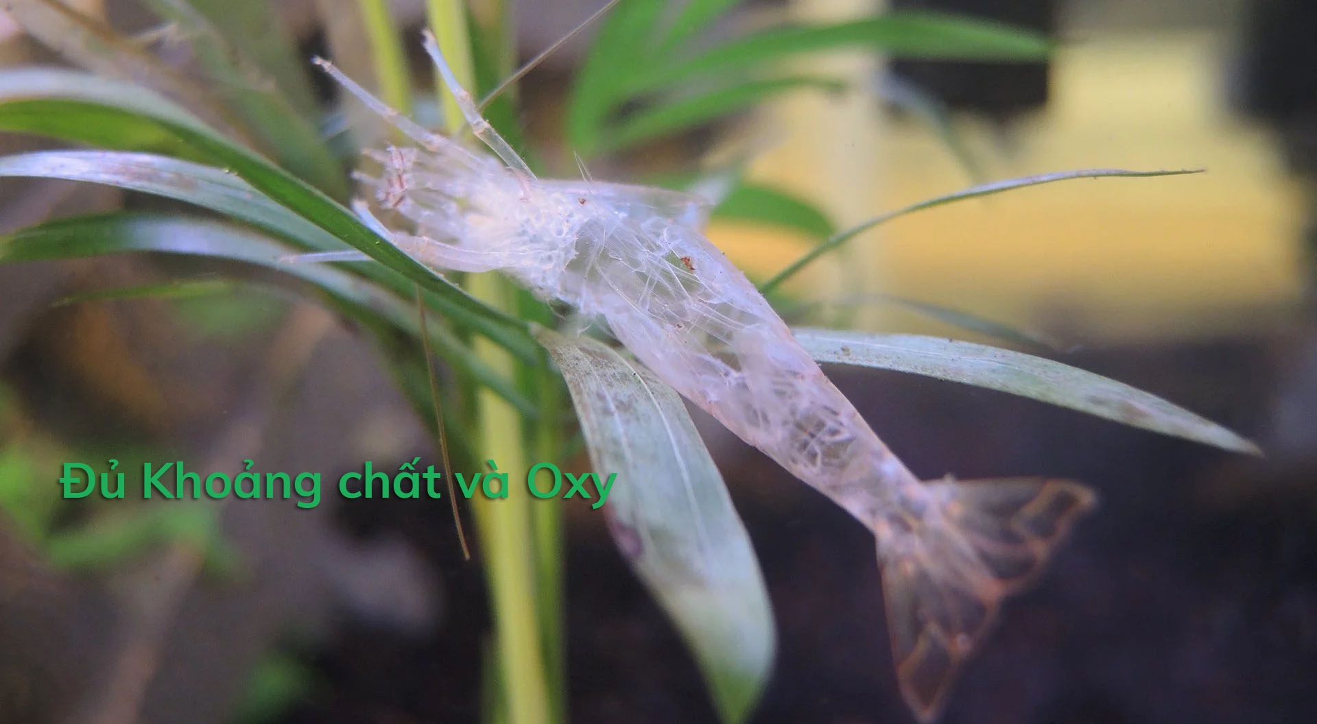 Hiểu được cách tôm lột xác có ý nghĩa vô cùng quan trọng trong nuôi tôm.